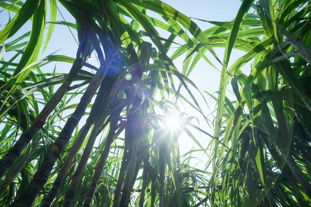 Sugarcane plants in the sunshine